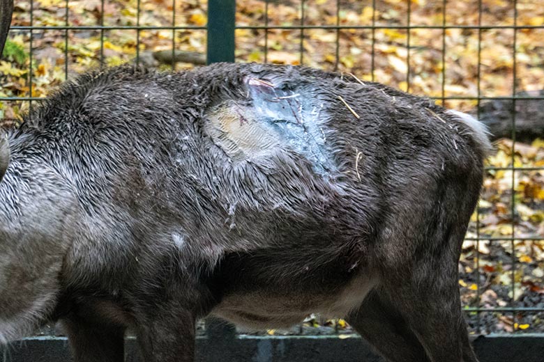 Verletztes männliches Europäisches Waldrentier am 17. November 2023 im Vorgehege am Stallgebäude im Wuppertaler Zoo