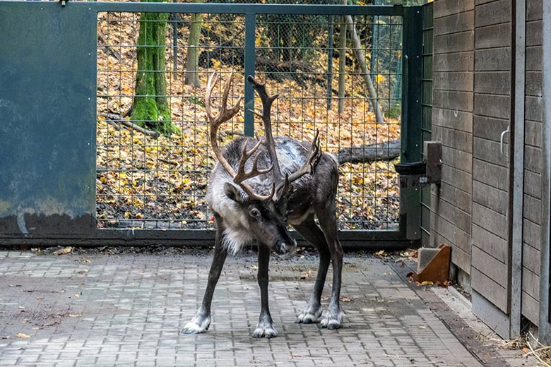 Verletztes männliches Europäisches Waldrentier am 17. November 2023 im Vorgehege am Stallgebäude im Grünen Zoo Wuppertal