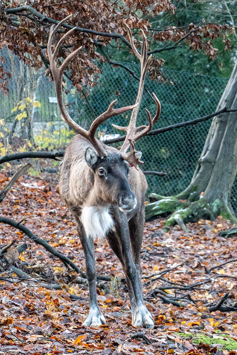 Männliches Europäisches Waldrentier mit roter Ohr-Marke am 30. November 2023 auf dem Waldgelände der Rentier-Anlage im Grünen Zoo Wuppertal