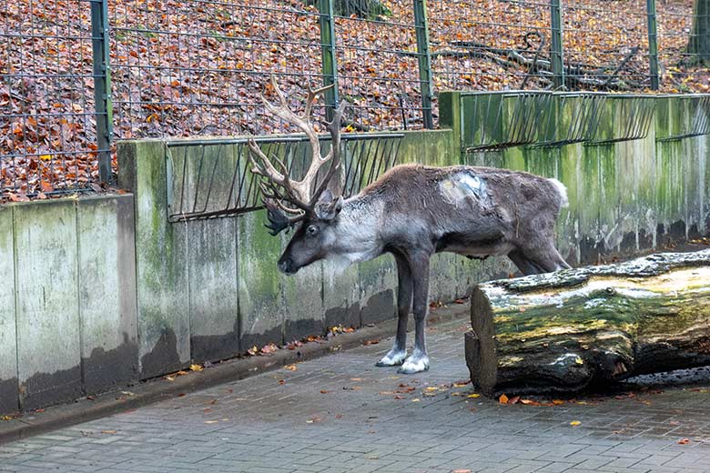 Verletztes männliches Europäisches Waldrentier am 30. November 2023 im Vorgehege am Stallgebäude im Zoologischen Garten Wuppertal