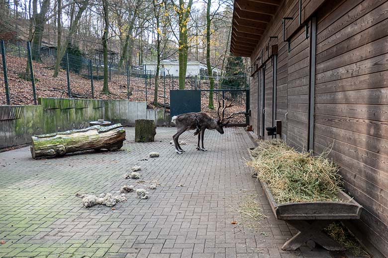 Verletztes männliches Europäisches Waldrentier am 3. Dezember 2023 im Vorgehege am Stallgebäude im Zoo Wuppertal