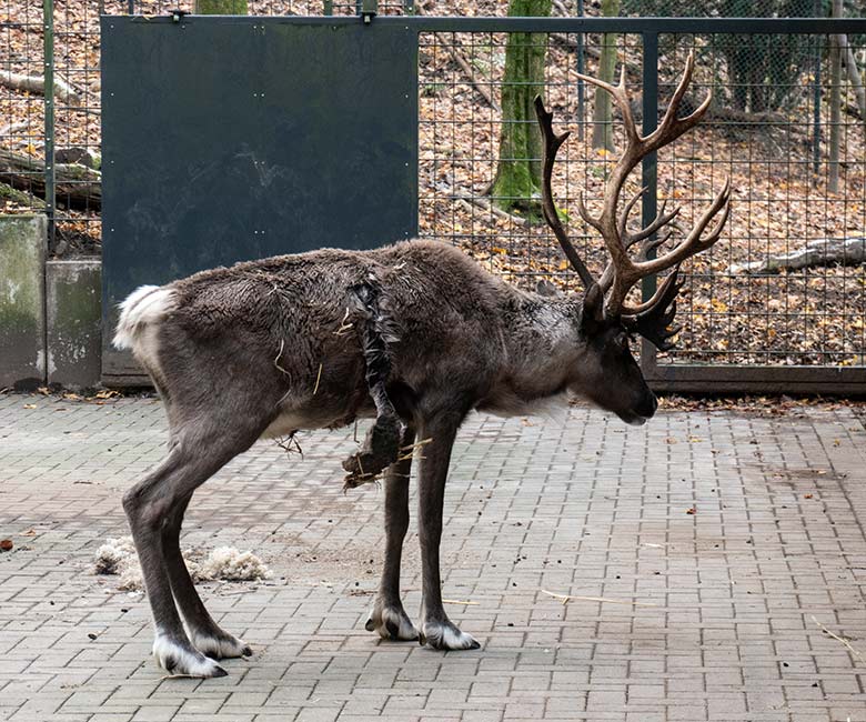 Verletztes männliches Europäisches Waldrentier am 3. Dezember 2023 im Vorgehege am Stallgebäude im Wuppertaler Zoo