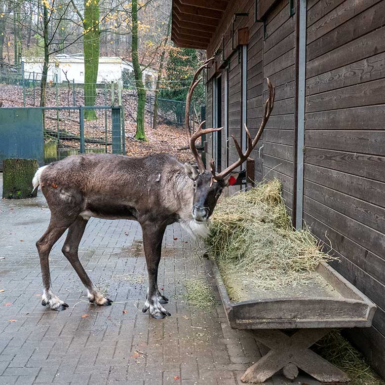 Männliches Europäisches Waldrentier mit roter Ohr-Marke am 6. Dezember 2023 im Vorgehege am Stallgebäude im Zoologischen Garten der Stadt Wuppertal