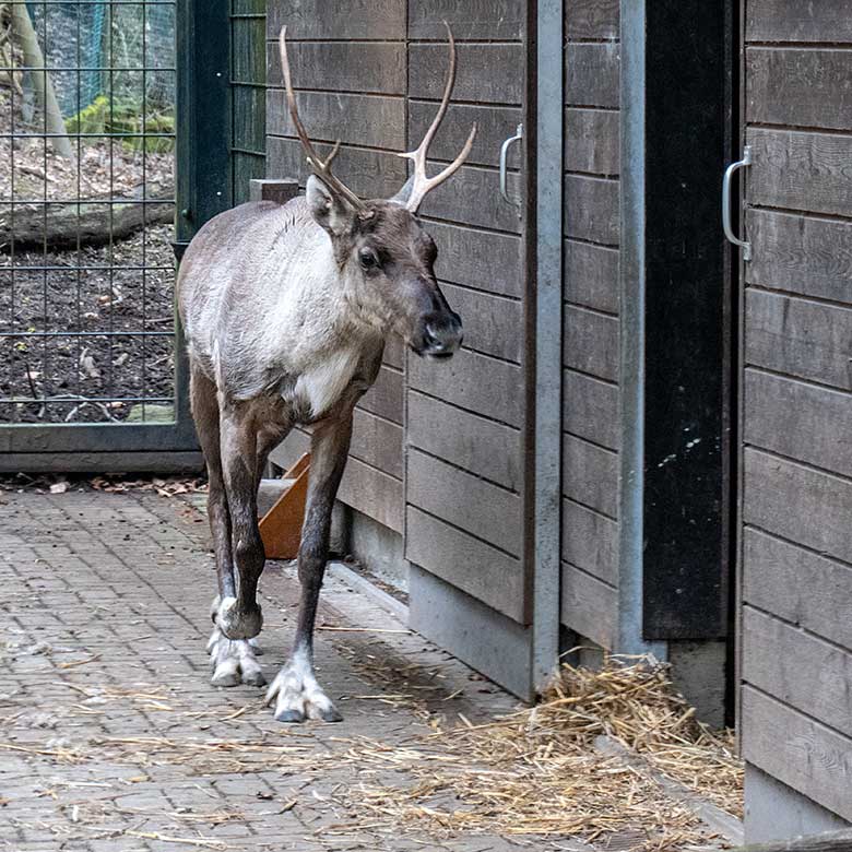 Weibliches Europäisches Waldrentier ORVOKKI am 27. März 2024 im Vorgehege am Stallgebäude im Grünen Zoo Wuppertal