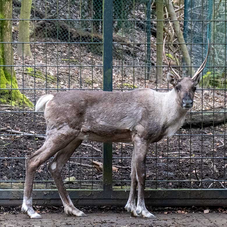 Weibliches Europäisches Waldrentier ORVOKKI mit zwei Geweih-Stangen am 27. März 2024 im Vorgehege am Stallgebäude im Zoo Wuppertal