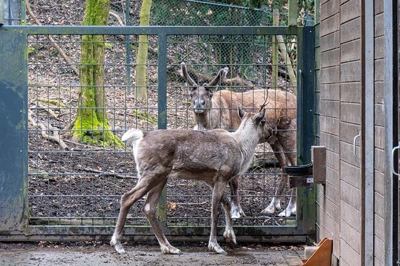 Weibliches Europäisches Waldrentier ORVOKKI im Vorgehege und männliches Waldrentier auf dem Waldgelände am 30. März 2024 im Zoologischen Garten der Stadt Wuppertal