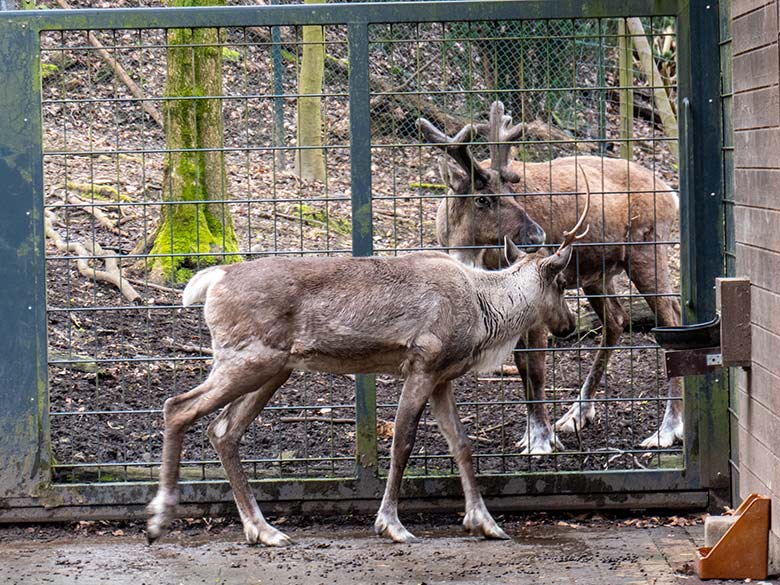 Weibliches Europäisches Waldrentier ORVOKKI im Vorgehege und männliches Waldrentier auf dem Waldgelände am 30. März 2024 im Wuppertaler Zoo