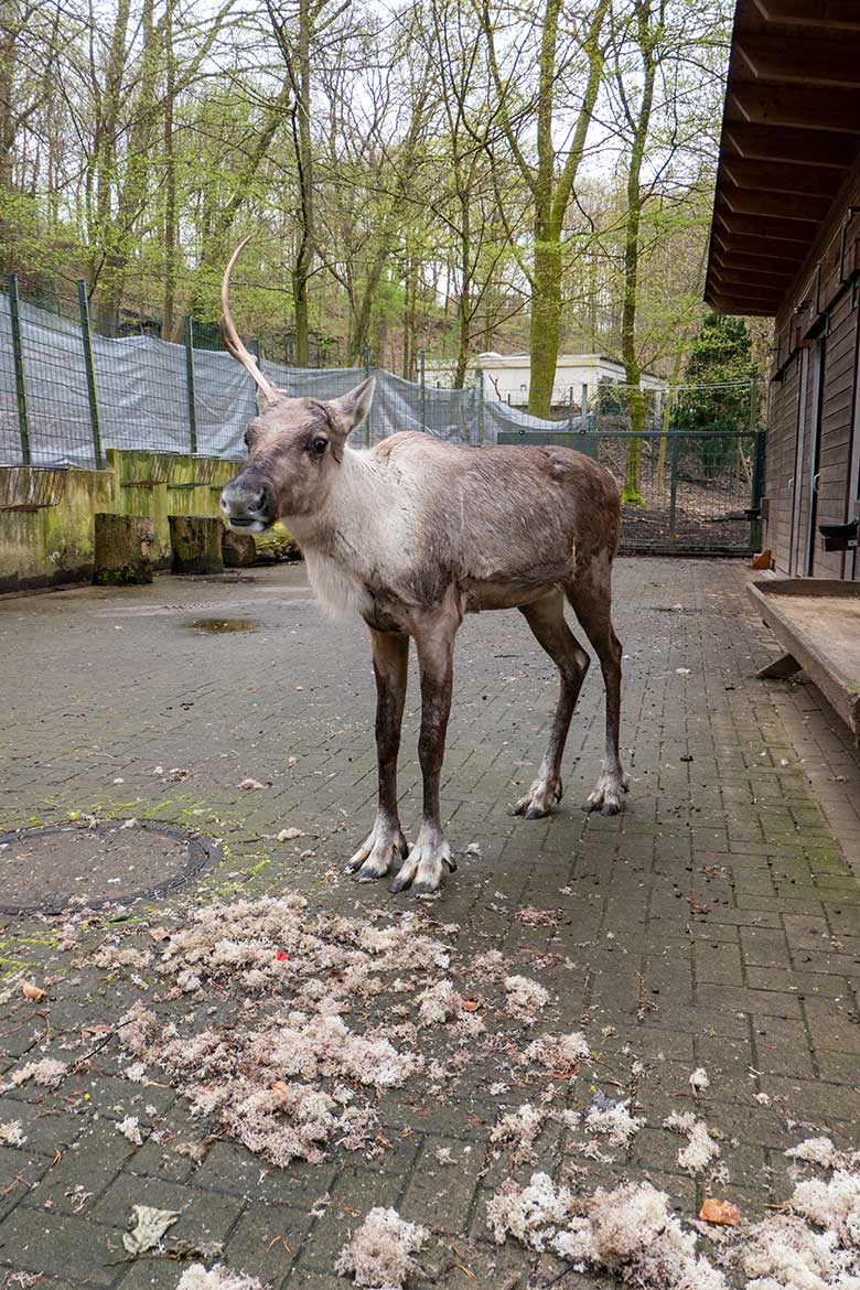 Weibliches Europäisches Waldrentier ORVOKKI am 30. März 2024 im Vorgehege am Stallgebäude im Zoologischen Garten Wuppertal