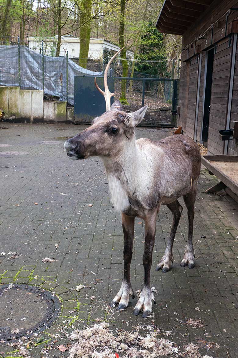 Weibliches Europäisches Waldrentier ORVOKKI mit einer Geweih-Stange am 30. März 2024 im Vorgehege am Stallgebäude im Zoo Wuppertal