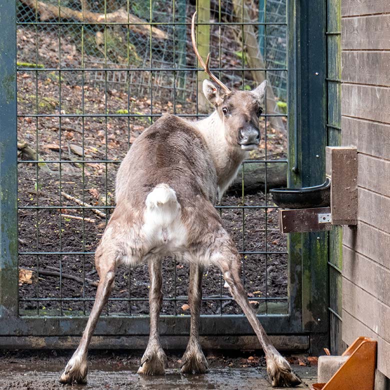 Weibliches Europäisches Waldrentier ORVOKKI am 31. März 2024 im Vorgehege am Stallgebäude im Grünen Zoo Wuppertal