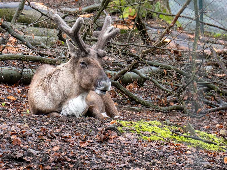 Männliches Europäisches Waldrentier am 3. April 2024 auf dem Waldgelände der großen Waldrentier-Anlage im Zoo Wuppertal