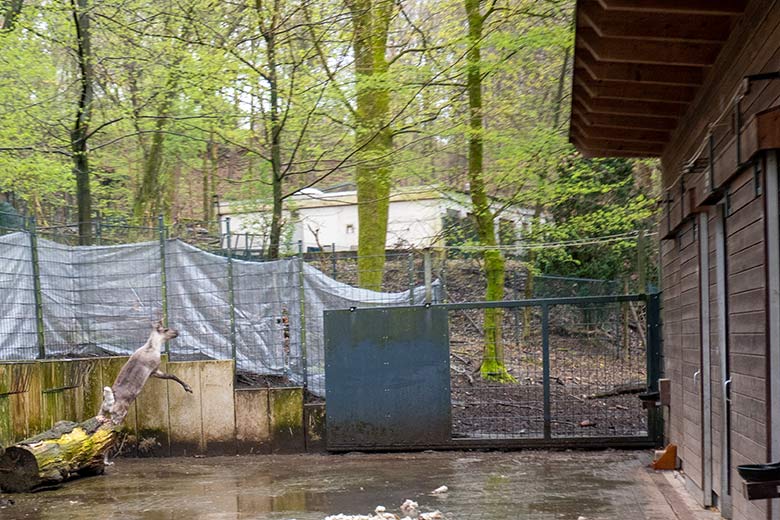 Weibliches Europäisches Waldrentier ORVOKKI am 3. April 2024 im Vorgehege im Grünen Zoo Wuppertal