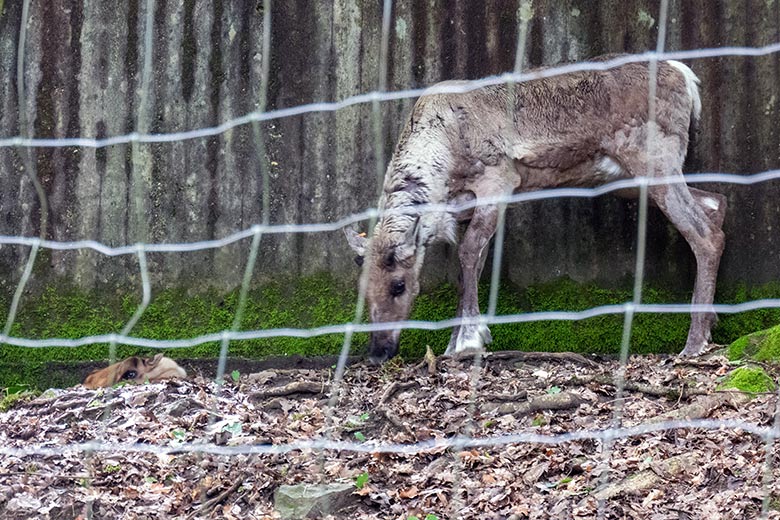 Europäisches Waldrentier-Jungtier an seinem ersten Lebenstag am 27. Mai 2024 mit seiner Rentier-Mutter ORVOKKI auf dem Waldgelände der Rentier-Außenanlage im Wuppertaler Zoo