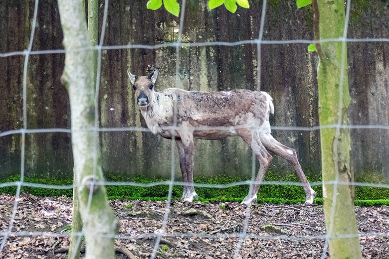 Weibliches Europäisches Waldrentier ORVOKKI am 27. Mai 2024 auf dem Waldgelände der Rentier-Außenanlage im Zoologischen Garten Wuppertal