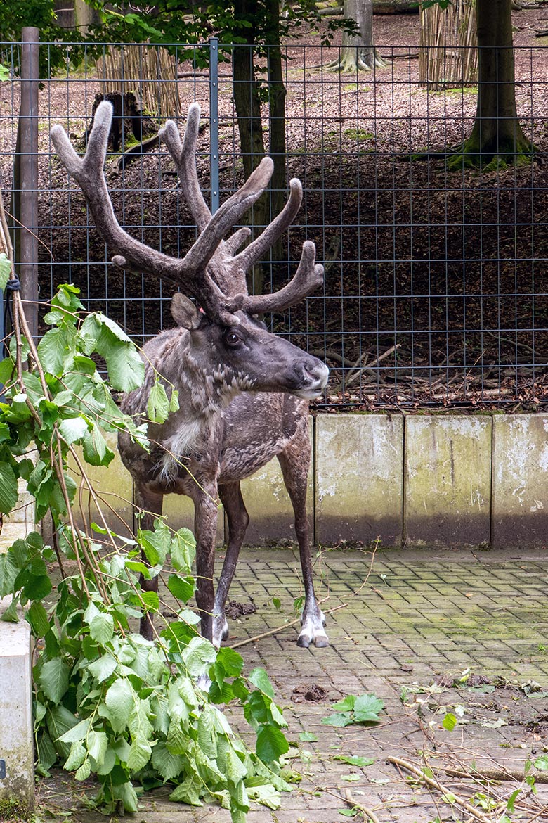 Männliches Europäisches Waldrentier am 27. Mai 2024 im Vorgehege am Stall-Gebäude im Wuppertaler Zoo