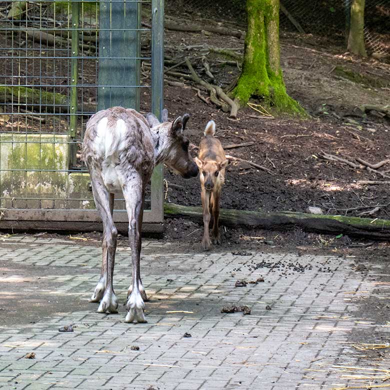 Weibliches Europäisches Waldrentier ORVOKKI mit dem männlichen Jungtier am 23. Juni 2024 im Vorgehege im Grünen Zoo Wuppertal