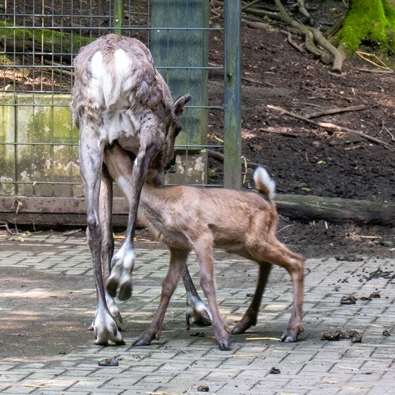 Weibliches Europäisches Waldrentier ORVOKKI mit dem männlichen Jungtier am 23. Juni 2024 im Vorgehege im Zoologischen Garten der Stadt Wuppertal