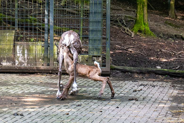 Weibliches Europäisches Waldrentier ORVOKKI mit dem männlichen Jungtier am 23. Juni 2024 im Vorgehege im Zoo Wuppertal