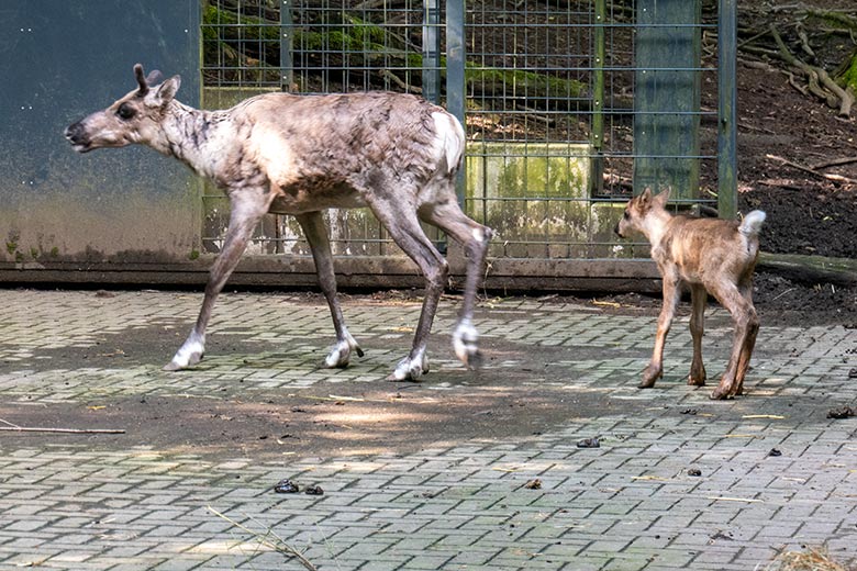 Weibliches Europäisches Waldrentier ORVOKKI mit dem männlichen Jungtier am 23. Juni 2024 im Vorgehege im Wuppertaler Zoo