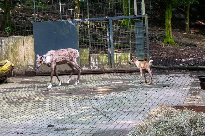 Weibliches Europäisches Waldrentier ORVOKKI mit dem männlichen Jungtier am 23. Juni 2024 im Vorgehege im Grünen Zoo Wuppertal