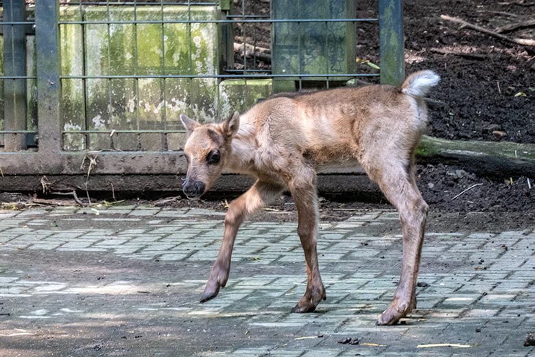 Weibliches Europäisches Waldrentier ORVOKKI mit dem männlichen Jungtier am 23. Juni 2024 im Vorgehege im Zoologischen Garten Wuppertal