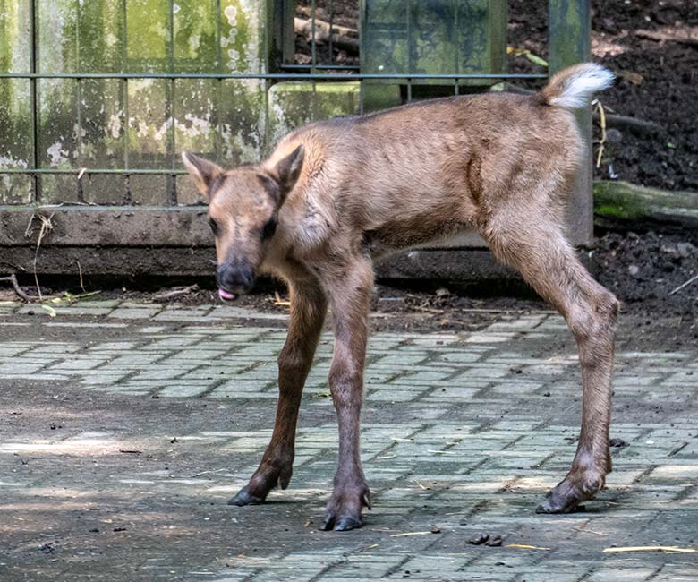 Weibliches Europäisches Waldrentier ORVOKKI mit dem männlichen Jungtier am 23. Juni 2024 im Vorgehege im Zoo Wuppertal