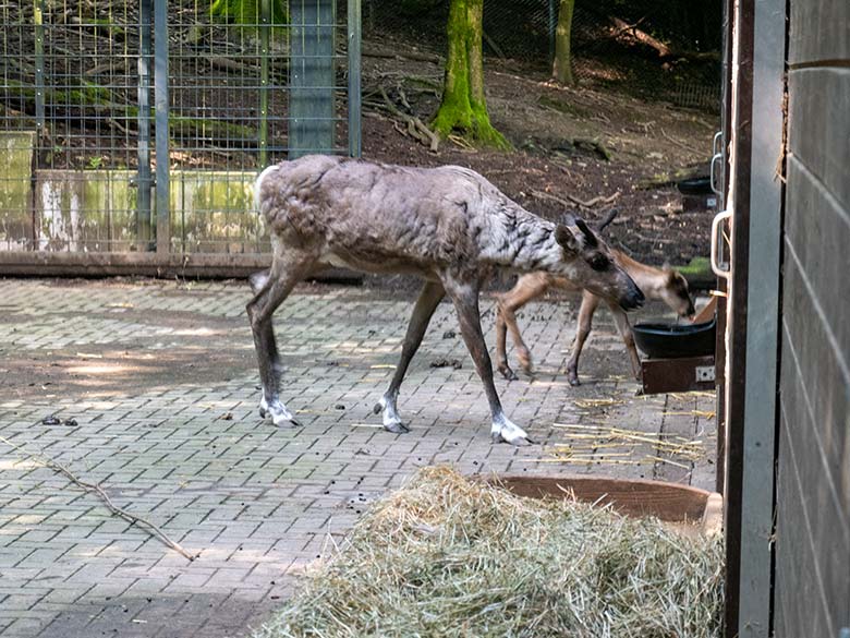 Weibliches Europäisches Waldrentier ORVOKKI mit dem männlichen Jungtier am 23. Juni 2024 im Vorgehege im Wuppertaler Zoo