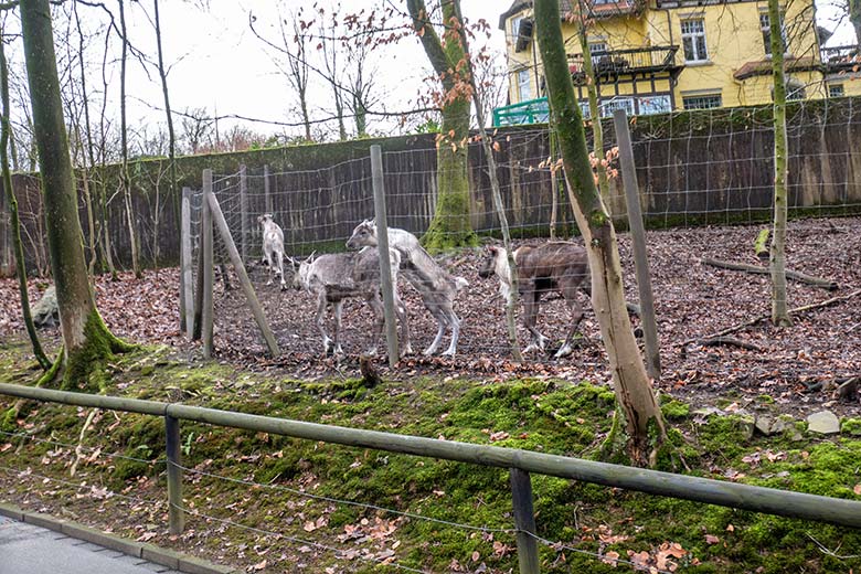 Weibliches Europäisches Waldrentier ORVOKKI, männliches Waldrentier-Jungtier, adultes männliches Europäisches Waldrentier und weibliches Europäisches Waldrentier LUNA (hinten) am 8. Januar 2025 auf dem Waldgelände der Außenanlage im Zoologischen Garten der Stadt Wuppertal