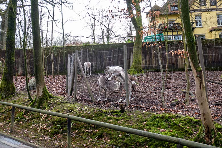 Weibliches Europäisches Waldrentier ORVOKKI, männliches Waldrentier-Jungtier, adultes männliches Europäisches Waldrentier und weibliches Europäisches Waldrentier LUNA (hinten) am 8. Januar 2025 auf dem Waldgelände der Außenanlage im Wuppertaler Zoo