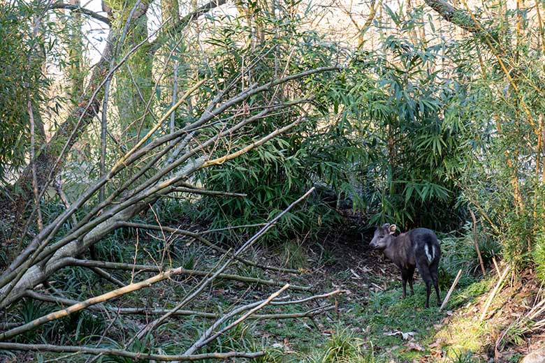 Weiblicher Ostchinesischer Schopfhirsch am 14. Februar 2023 auf der neuen Panda-Anlage im Grünen Zoo Wuppertal