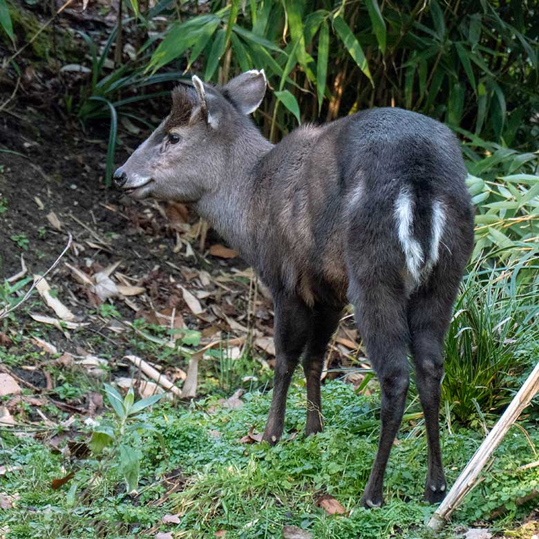 Weiblicher Ostchinesischer Schopfhirsch am 14. Februar 2023 auf der neuen Panda-Anlage im Zoologischen Garten Wuppertal