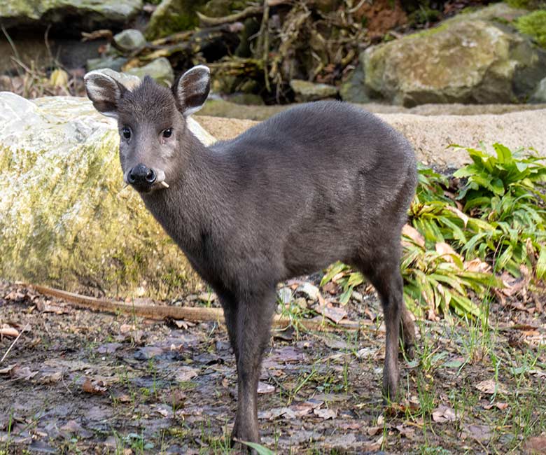 Männlicher Ostchinesischer Schopfhirsch am 22. Februar 2023 auf der neuen Panda-Anlage im Zoologischen Garten der Stadt Wuppertal