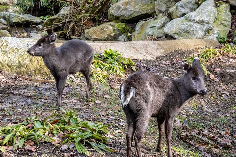 Männlicher Ostchinesischer Schopfhirsch und weiblicher Ostchinesischer Schopfhirsch (rechts) am 22. Februar 2023 auf der neuen Panda-Anlage im Wuppertaler Zoo