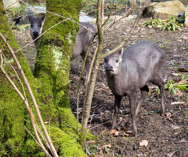 Ostchinesisches Schopfhirsch-Paar am 22. Februar 2023 auf der neuen Panda-Anlage im Zoologischen Garten Wuppertal