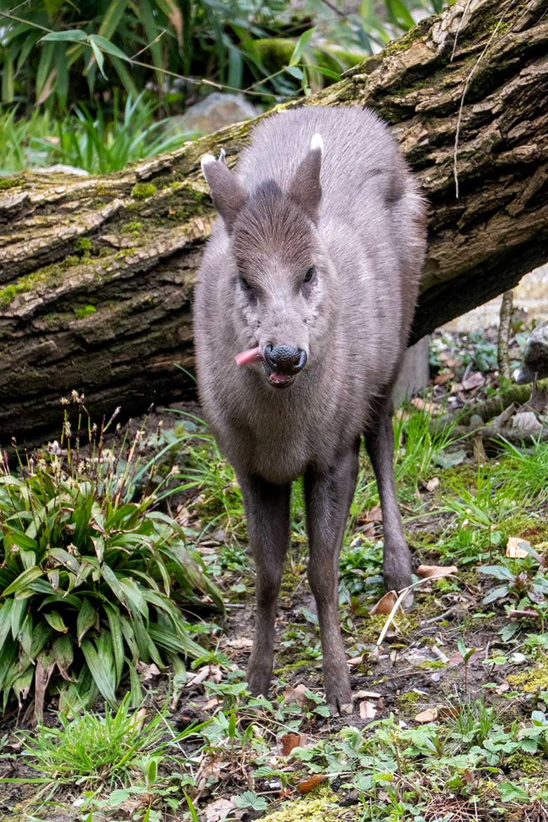 Weiblicher Ostchinesischer Schopfhirsch am 8. April 2023 auf der neuen Panda-Anlage im Zoologischen Garten Wuppertal