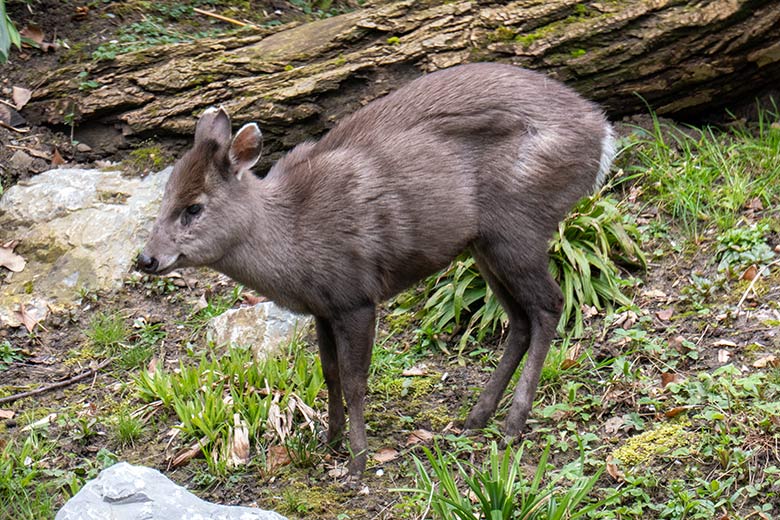 Weiblicher Ostchinesischer Schopfhirsch am 8. April 2023 auf der neuen Panda-Anlage im Wuppertaler Zoo