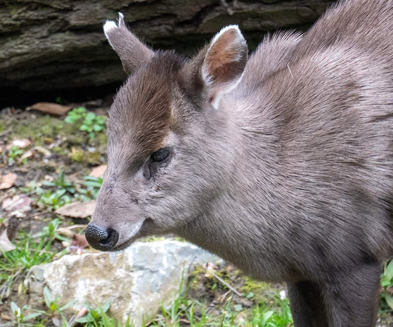 Weiblicher Ostchinesischer Schopfhirsch am 8. April 2023 auf der neuen Panda-Anlage im Grünen Zoo Wuppertal