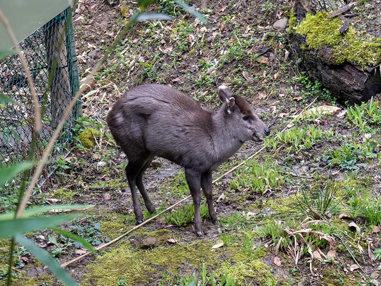 Weiblicher Ostchinesischer Schopfhirsch am 8. April 2023 auf der neuen Panda-Anlage im Zoologischen Garten der Stadt Wuppertal