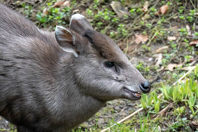 Weiblicher Ostchinesischer Schopfhirsch am 8. April 2023 auf der neuen Panda-Anlage im Zoo Wuppertal