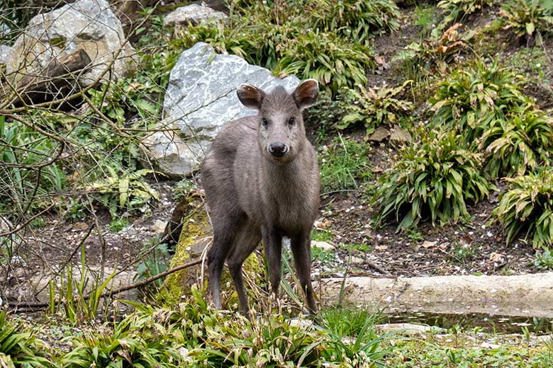 Weiblicher Ostchinesischer Schopfhirsch am 8. April 2023 auf der neuen Panda-Anlage im Zoologischen Garten Wuppertal