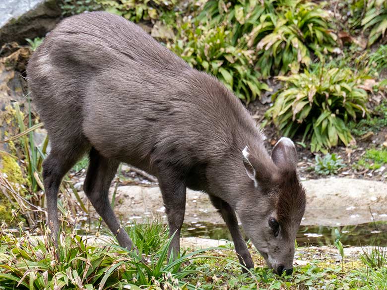 Weiblicher Ostchinesischer Schopfhirsch am 8. April 2023 auf der neuen Panda-Anlage im Zoo Wuppertal