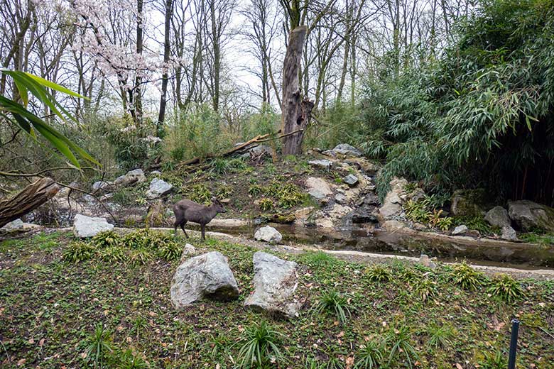 Weiblicher Ostchinesischer Schopfhirsch am 8. April 2023 auf der neuen Panda-Anlage im Wuppertaler Zoo