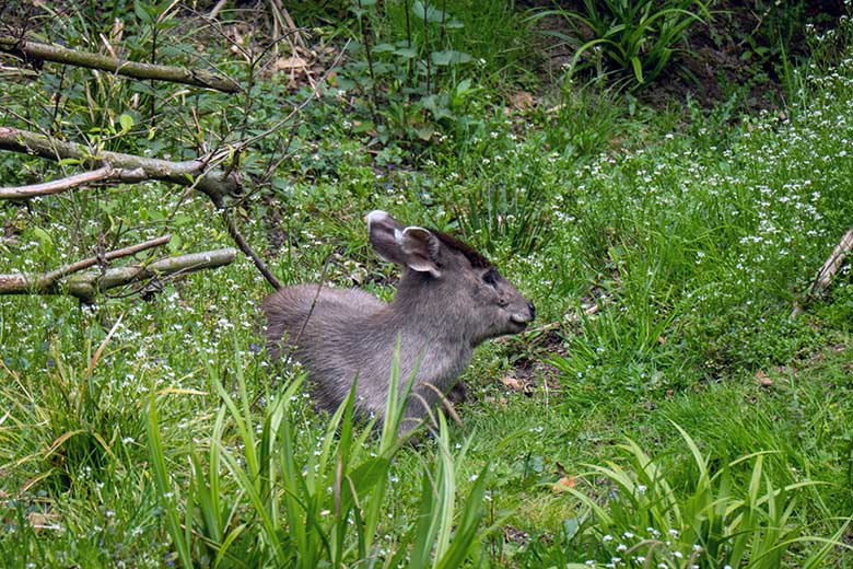 Weiblicher Ostchinesischer Schopfhirsch FALBALA am 5. Mai 2023 auf der neuen Panda-Anlage im Grünen Wuppertaler Zoo