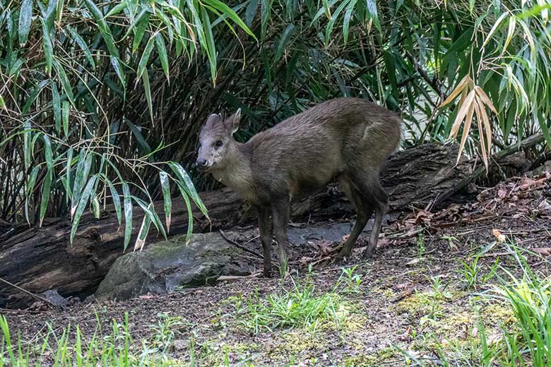 Weiblicher Ostchinesischer Schopfhirsch FALBALA am 8. Mai 2023 auf der neuen Panda-Anlage im Zoo Wuppertal