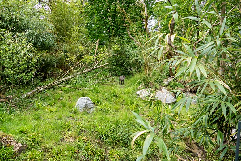 Männlicher Ostchinesischer Schopfhirsch JANNO am 16. Mai 2023 auf der Außenanlage im Wuppertaler Zoo