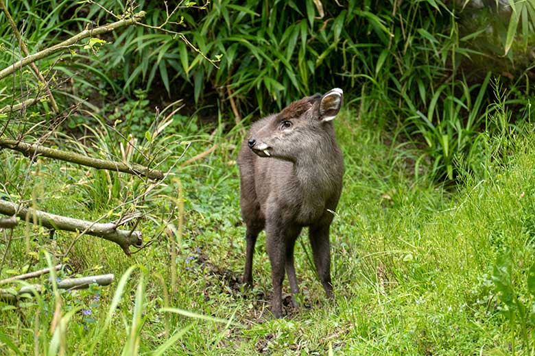 Männlicher Ostchinesischer Schopfhirsch JANNO am 16. Mai 2023 auf der Außenanlage im Grünen Zoo Wuppertal