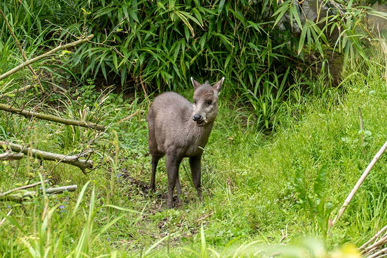 Männlicher Ostchinesischer Schopfhirsch JANNO am 16. Mai 2023 auf der Außenanlage im Zoo Wuppertal