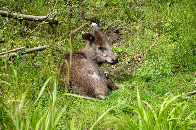 Weiblicher Ostchinesischer Schopfhirsch FALBALA am 16. Mai 2023 auf der Außenanlage im Zoologischen Garten Wuppertal