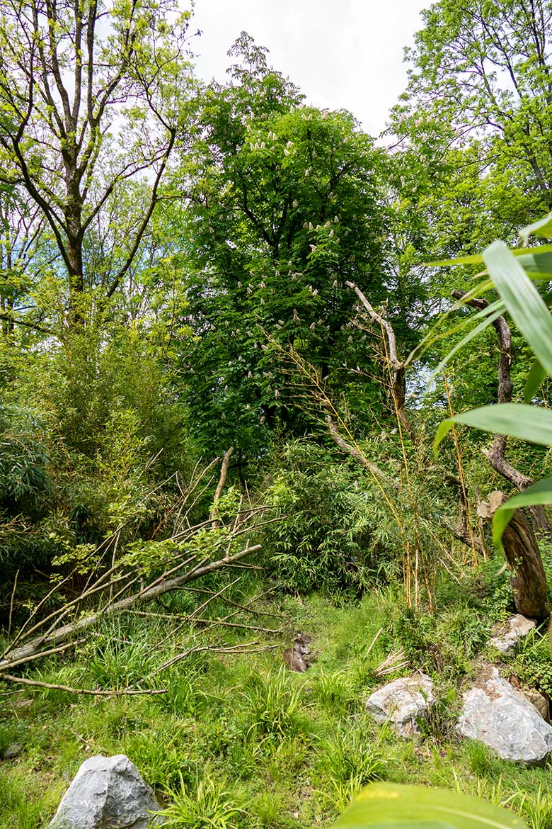 Weiblicher Ostchinesischer Schopfhirsch FALBALA am 16. Mai 2023 auf der Außenanlage im Grünen Zoo Wuppertal