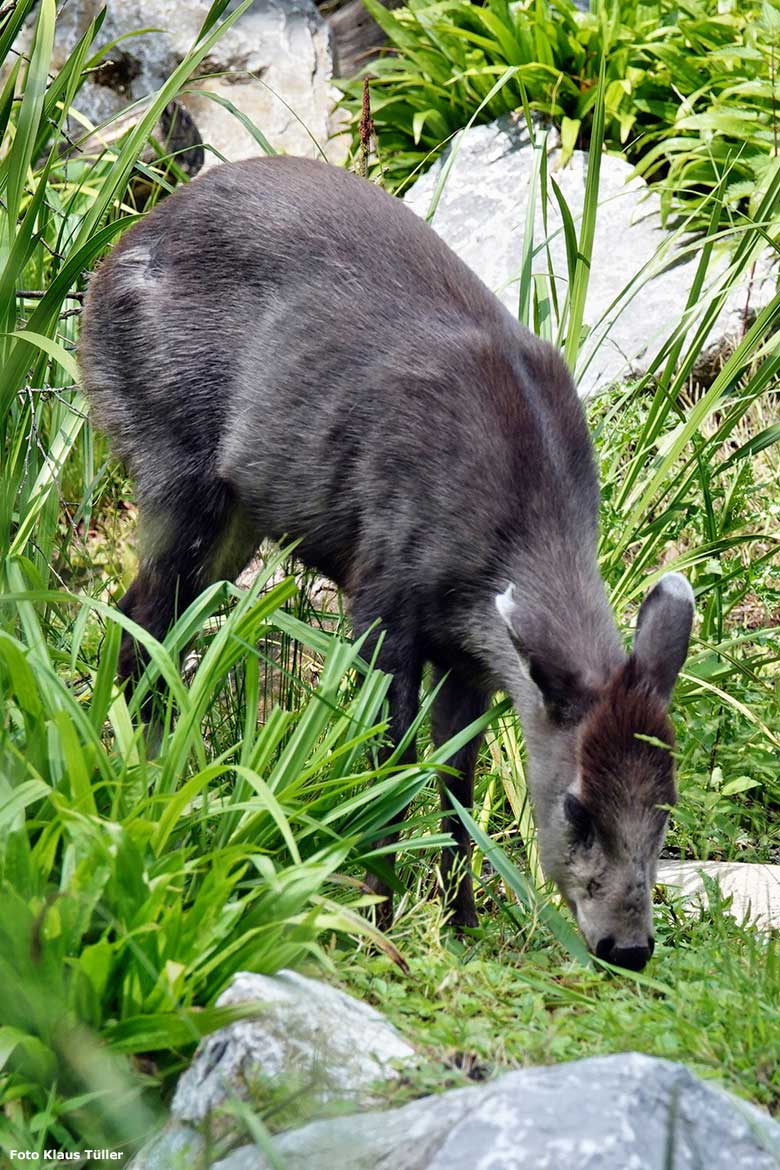 Weiblicher Ostchinesischer Schopfhirsch FALBALA am 6. Juni 2023 auf der neuen Panda-Anlage im Grünen Zoo Wuppertal (Foto Klaus Tüller)